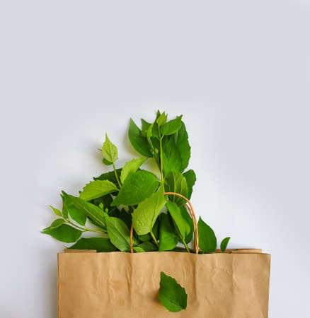 paper bag, leaves on colored backgroundの写真素材