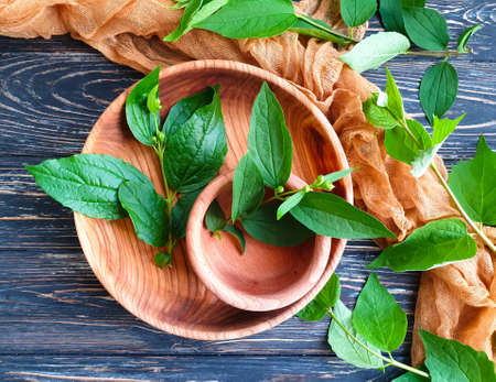 wooden plate, green branch on wooden background