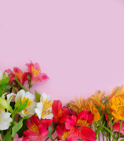 alstroemeria flower on a colored backgroundの写真素材