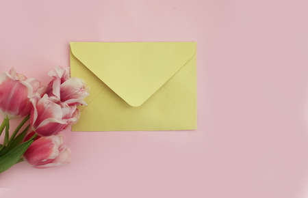 envelope flower tulip on colored backgroundの写真素材