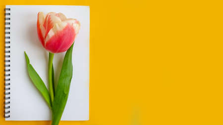paper notebook flower tulip on colored backgroundの写真素材