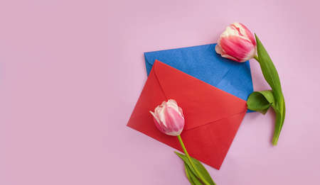 envelope flower tulip on colored background
