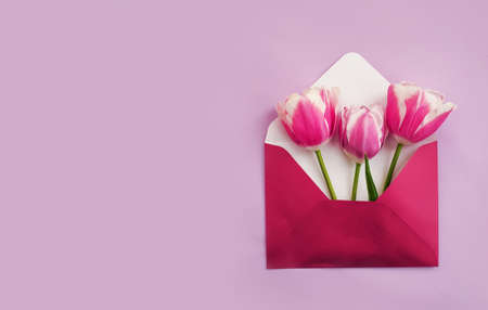 envelope flower tulip on colored backgroundの写真素材