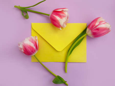 envelope flower tulip on colored backgroundの写真素材