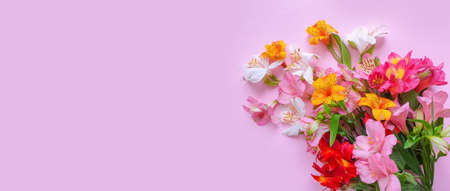 alstroemeria flower on a colored backgroundの写真素材