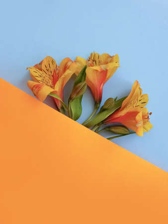 alstroemeria flower on a colored background