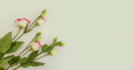 eustoma flower on colored background frameの写真素材