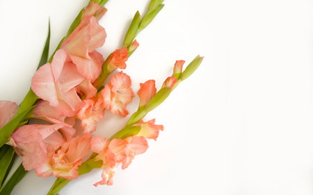 gladiolus flower isolated on white backgroundの写真素材