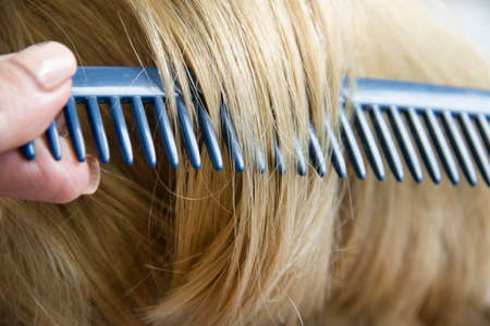 female hand comb beautiful hairの写真素材