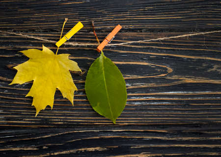 autumn leaves clothespin on wooden background