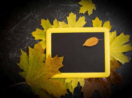 autumn leaves on concrete backgroundの写真素材