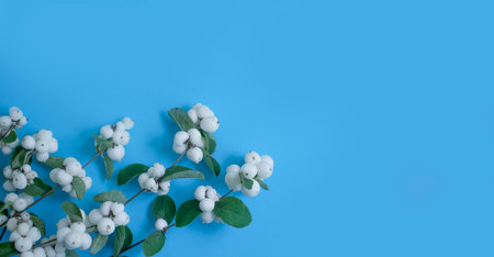 branch of white berries on a colored background