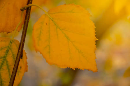 beautiful yellow autumn leaves background november landscape