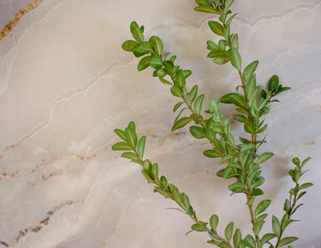 green branch on a marble background botanyの写真素材