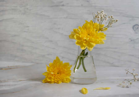 yellow chrysanthemum in a glass vase
