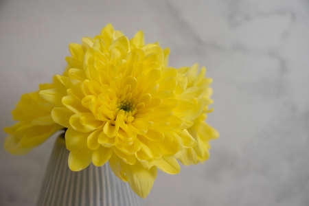 yellow chrysanthemum in a vase on an old backgroundの写真素材