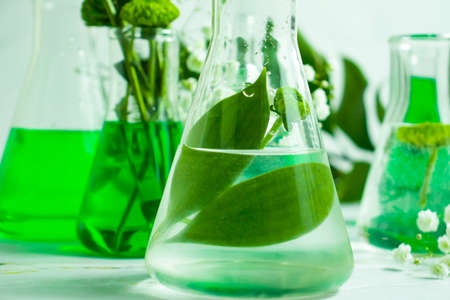 laboratory flask flower on a light background
