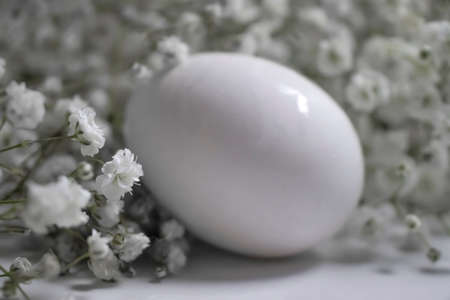 eggs, gypsophila flower on a light backgroundの写真素材
