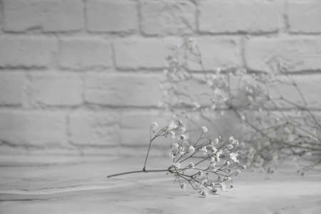 beautiful gypsophila flower on white brick wallの写真素材