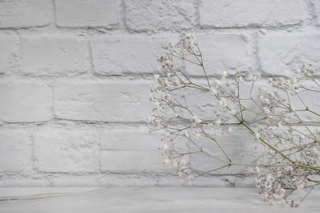 beautiful gypsophila flower on white brick wallの写真素材