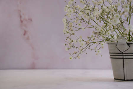 beautiful gypsophila flower on a light wallの写真素材