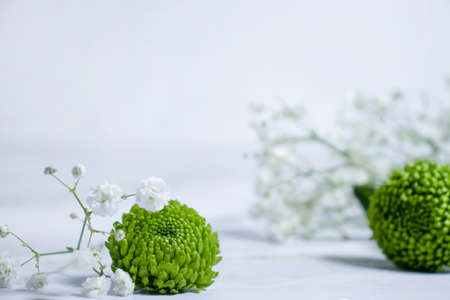 beautiful gypsophila flower, chrysanthemum on a light wallの写真素材