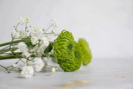 beautiful gypsophila flower, chrysanthemum on a light wallの写真素材