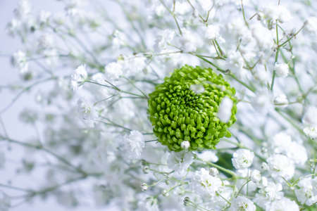 beautiful gypsophila flower, chrysanthemum on a light wallの写真素材