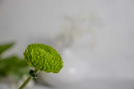 green leaf gypsophila flower beautiful backgroundの写真素材