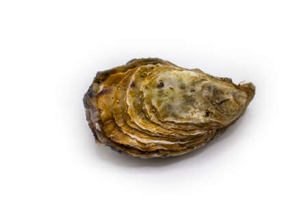 oyster closed isolated on white background