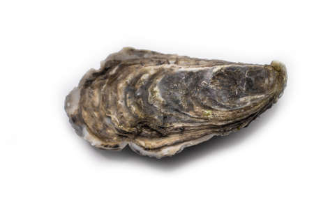oyster closed isolated on white backgroundの写真素材