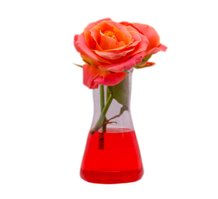 laboratory flask rose flower isolated on white backgroundの写真素材