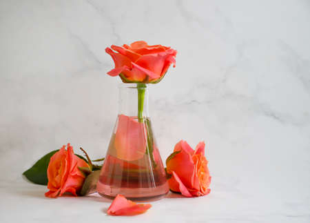 laboratory flask flower rose on a light backgroundの写真素材