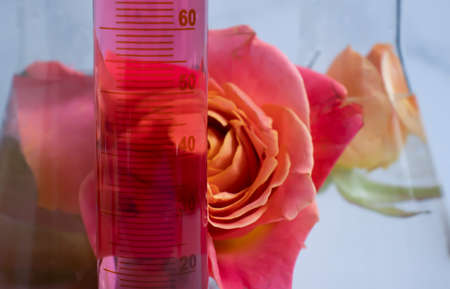 laboratory flask flower rose on a light backgroundの写真素材