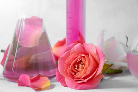 laboratory flask flower rose on a light backgroundの写真素材
