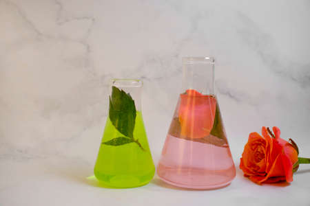 laboratory flask flower rose on a light background