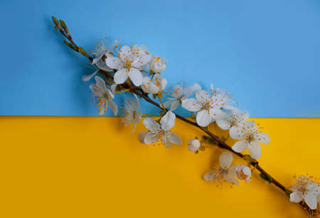 flowering branch of cherry on a blue-yellow backgroundの写真素材
