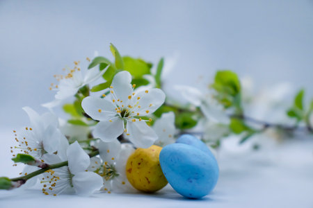 cherry blossoms, eggs on a light background