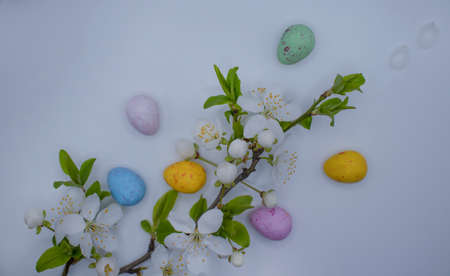 cherry blossoms, eggs on a light background