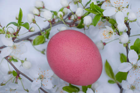 cherry blossoms, eggs on a light backgroundの写真素材