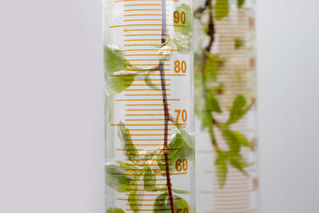 Laboratory flask, cherry blossoms on a light background