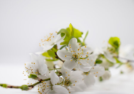 Blossoming cherry branch on a white background