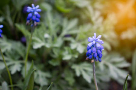 Beautiful spring flowers in the meadow