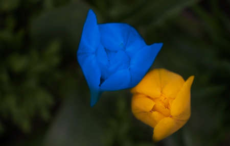 tulip yellow and blue beautiful backgroundの写真素材