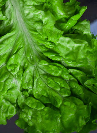 Fresh green leaf lettuce closeupの写真素材