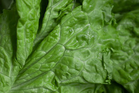 Fresh green leaf lettuce closeup