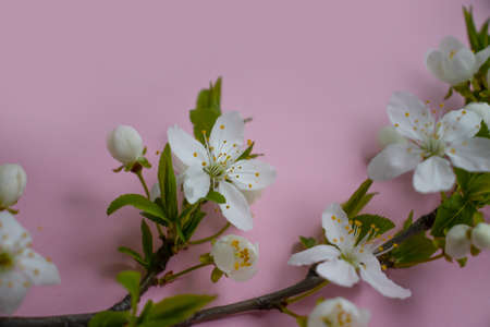 cherry blossom branch on colored background frame