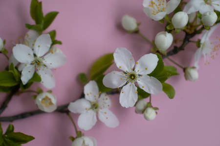 cherry blossom branch on colored background frameの写真素材
