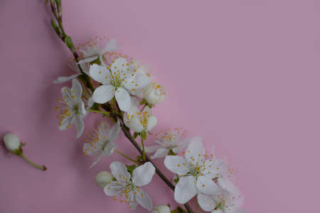 cherry blossom branch on colored background frameの写真素材