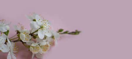 cherry blossom branch on colored background frameの写真素材